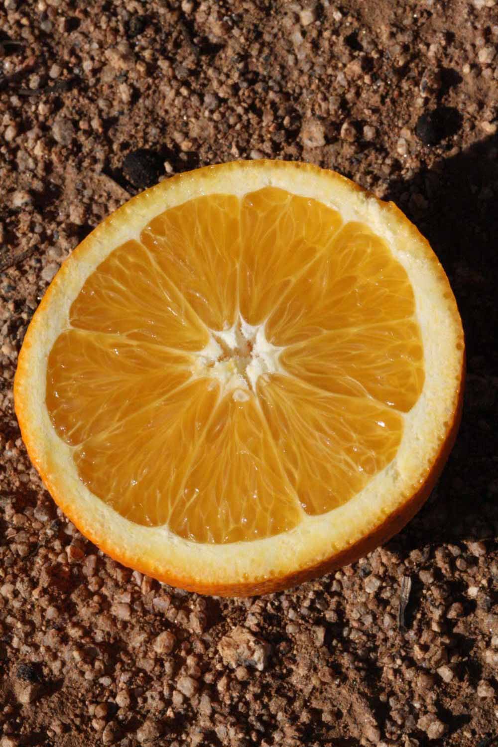              Fruit cross-section (Riverside, CA)       